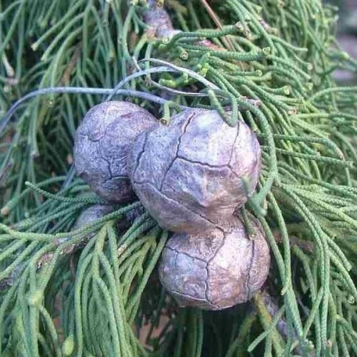 Cupressus macrocarpa - Pb5 - Image 2