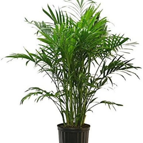 Howea Kentia Palm (house plant) - Image 2