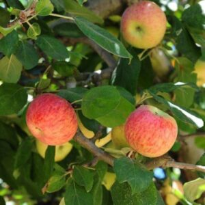Apple Gravenstein - Pb12
