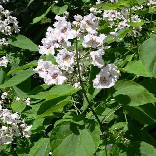 Catalpa bignonioides, Indian Bean Tree - Pb6.5