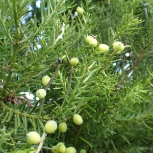 Prumnopitys taxifolia, Matai - Pb5/Pb6 (100)