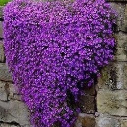 Aubrieta Purple Cascade - 1.3Ltr