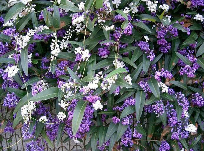 Hardenbergia Happy Wanderer - Pb6.5