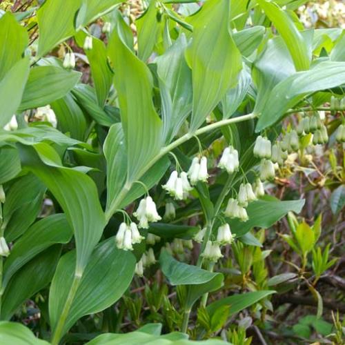 Polygonatum multiflorum, Soloman's Seal - 2.5Ltr - Image 2