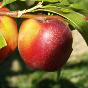Nectarine Firebrite - Pb12/Pb18