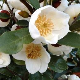 Michelia gracipes - 35Ltr