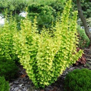 Berberis th. Maria - 2.5Ltr