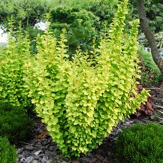 4587cf7dde10b7909dff46860da5a4089bf95534.jpg Berberis th. Maria - 2.5Ltr