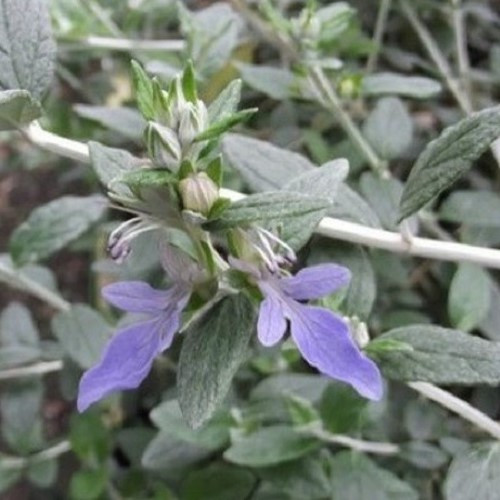 Teucrium fruticans, Silver Germander - Pb6.5 - Image 2