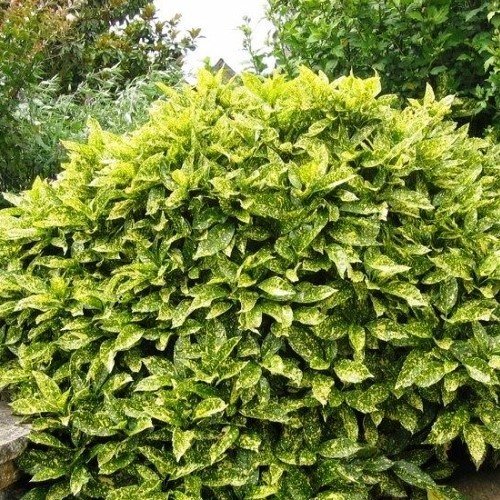 Aucuba Crotonifolia, Japanese Laurel - Pb5 - Image 2
