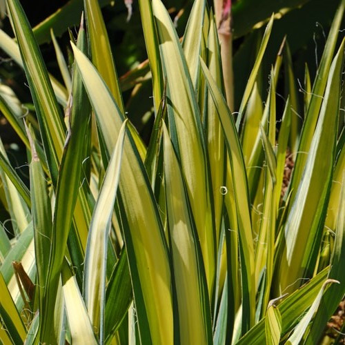 Yucca Garland Gold - Image 2