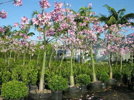 Chorisia speciosa, Floss Silk Tree - Pb12