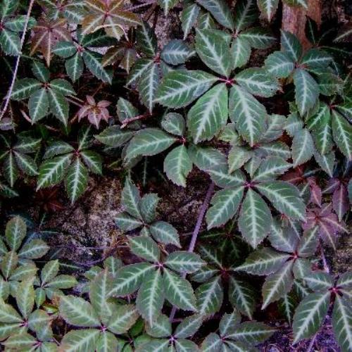 Parthenocissus henryana, Chinese Virginia Creeper 1.5L (30/50) - Image 2