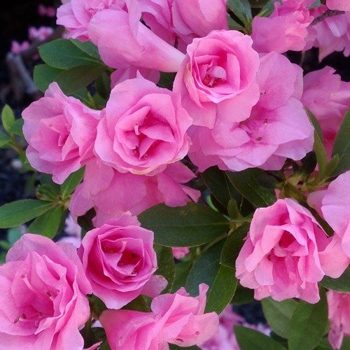 Azalea Abundance - 1Ltr - Image 2