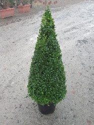 Topiary - Lonicera nitida cone - pb12