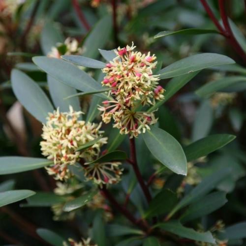 Drimys lanceolata - pb6.5 (30/40) - Image 2