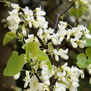 Cercis canadensis Alba, Judas Tree - Pb18