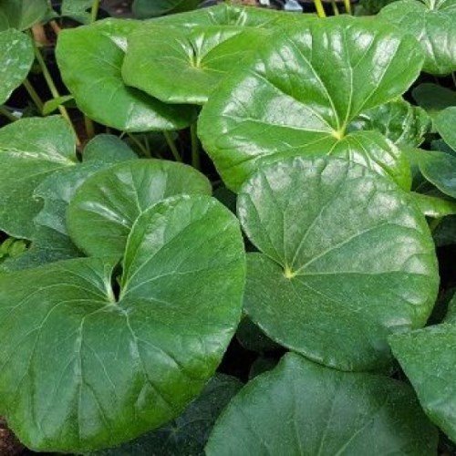 Ligularia reniformis, Tractor Seat Plant - 1.5/2.5L (15/40) - Image 2
