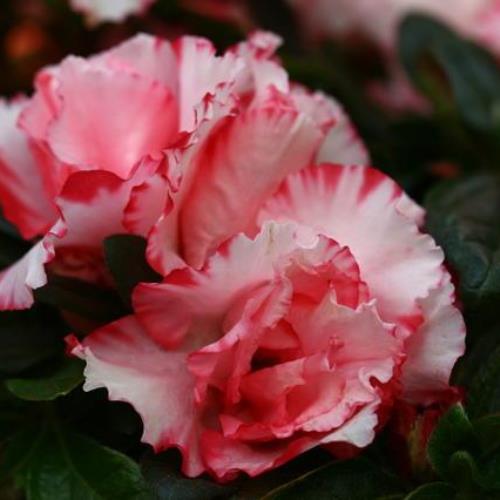 Azalea Leopold Astrid - 1.25Ltr - Image 2