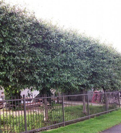Alnus jorullensis, Mexican Alder - 25ltr/35ltr (250/300cm)