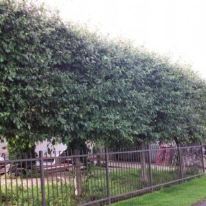 Alnus jorullensis, Mexican Alder - Pb12 (160/170)