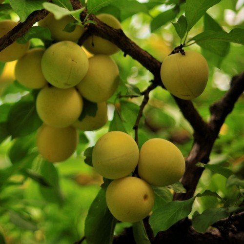 Plum Shiro - Pb18 - Image 2