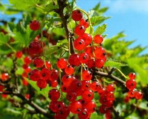 Currant Red - Pb5/Pb6.5