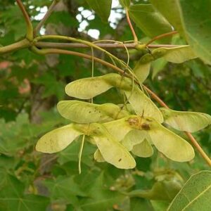Acer cappadocicum, Cappadocian Maple - Pb12