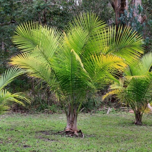 Ravenea rivularis - pb6.5 - Image 2