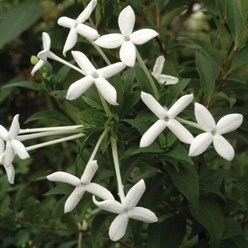 Bouvardia l. Humboldtii - 2Ltr/3.5Ltr - Image 2