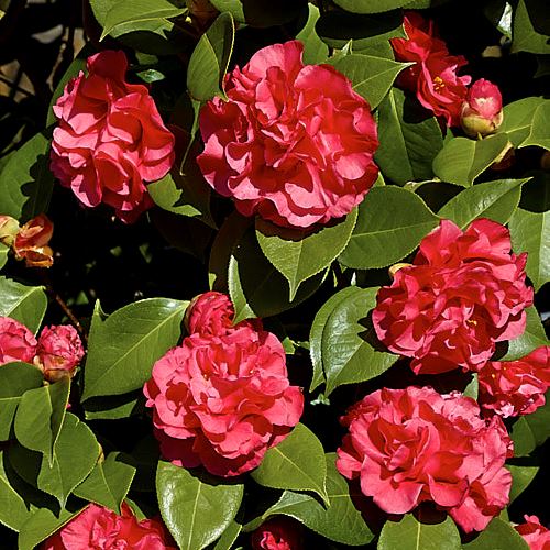Camellia Dr Clifford Parks - Pb6.5 (80/95) - Image 2