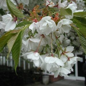 Prunus Shirotae (Mt Fuji) - 1.8M STD - 25Lt