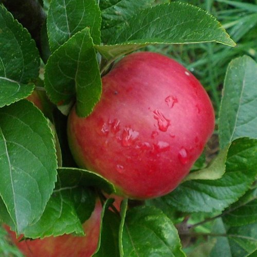 Apple Hetlina - Pb12 - Image 2