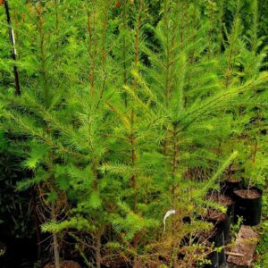 Larix kaempferi, Japanese Larch  - Pb12 (100/200)
