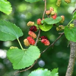 Morus alba, White Mulberry - Pb6/12 (150/250)