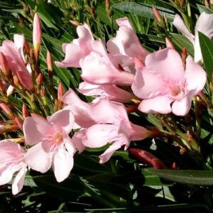 Nerium Pale Pink, Oleander