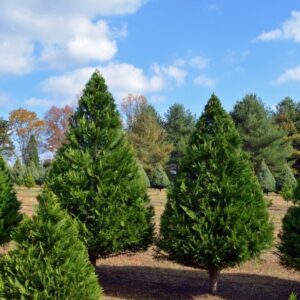 Cupressus leylandii-Leightons Green- Pb5 /Pb6.5