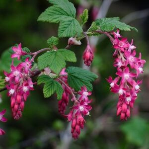 Ribes sanguineum, Flowering Currant - 2Ltr/3.5Ltr