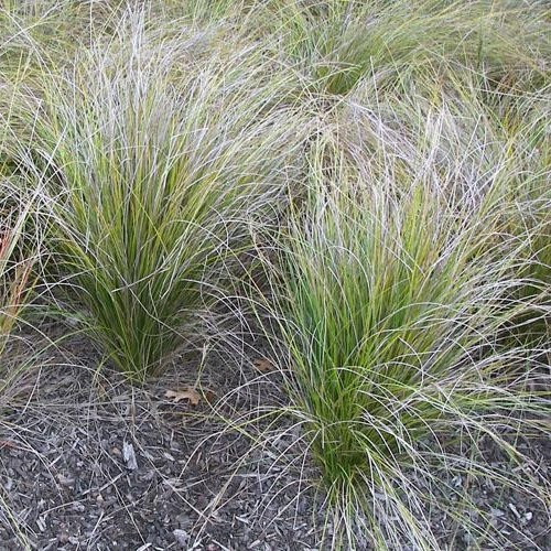 Carex dipsacea, Teasel Sedge - Pot