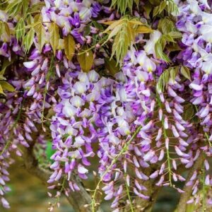 Wisteria h. Lavender Lace - Pb6.5