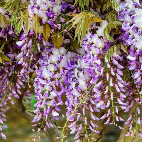 Wisteria h. Lavender Lace - Pb6.5 - Image 2