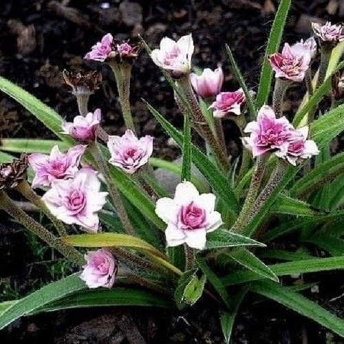 Rhodohypoxis Goya