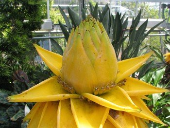 Musella Lasiocarpa