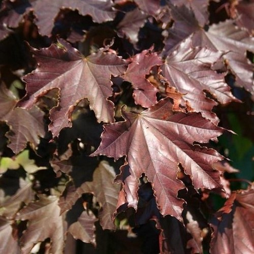 Acer Crimson King, Norway Maple - Image 2
