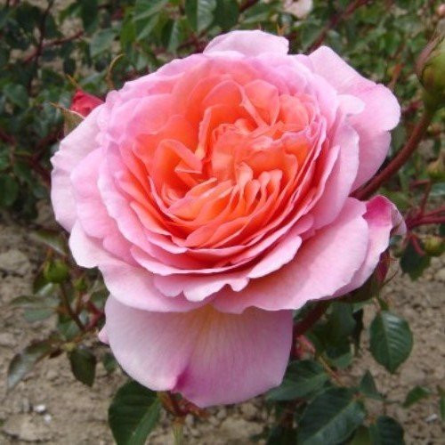 Rose Abraham Darby (Austin bush rose) - Image 2
