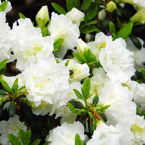Azalea White Rosebud - 1Ltr - Image 2