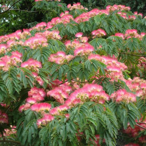 Albizia Rosea, Silk Tree - Pb18/28