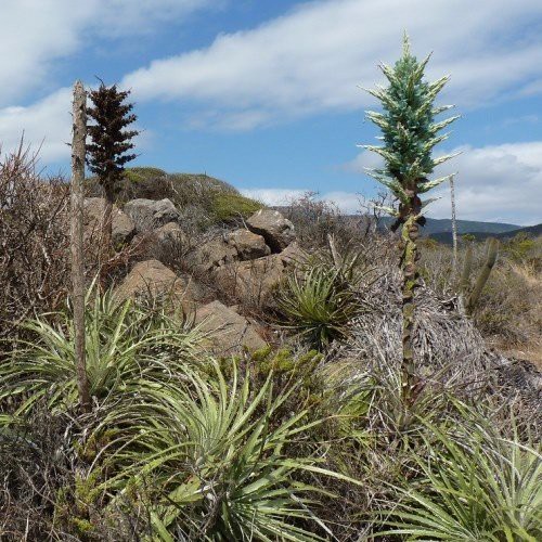 Puya alpestris - Pb6.5
