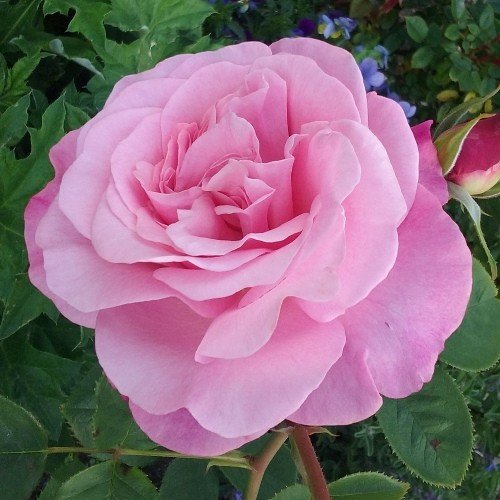 Rose My Girl (bush, hyb. tea) - Image 2