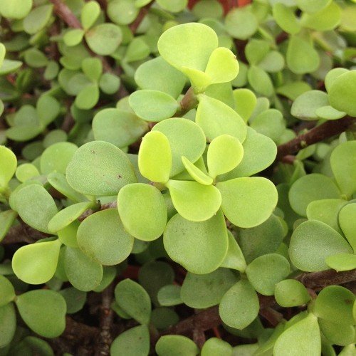 Portulacaria afra, Elephant Bush - Pb5 - Image 2